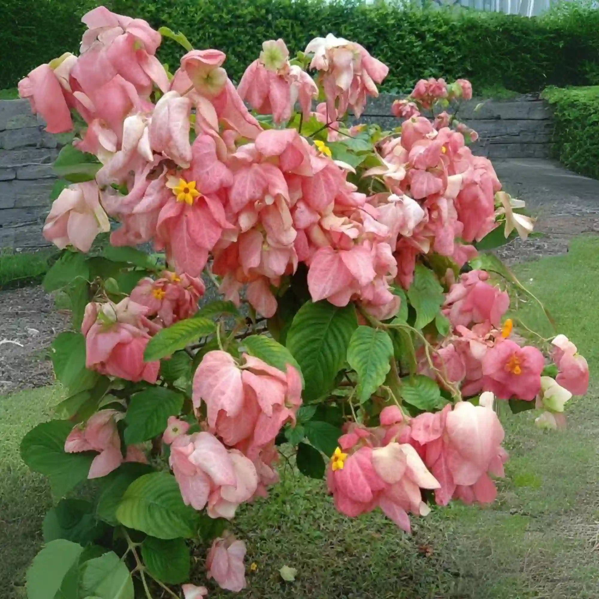Mussaenda Plant
